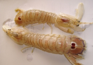 Canocchie - Mantis Shrimp